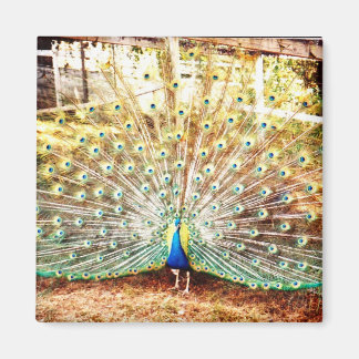 Peacock Magnet