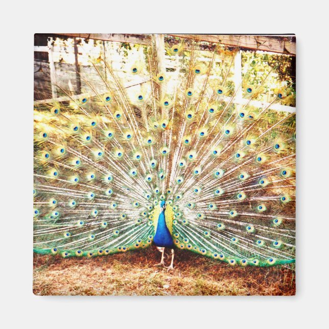 Peacock Magnet (Vorne)