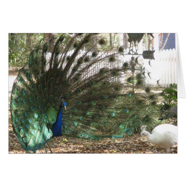 Peacock Malea und Albino Peahen Birds (Vorderseite (Horizontal))