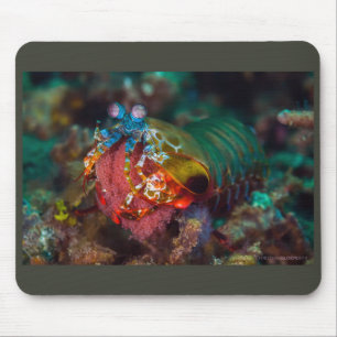 Peacock Mantis Shrimp Mousepad