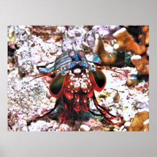 Peacock Mantis Shrimp Poster