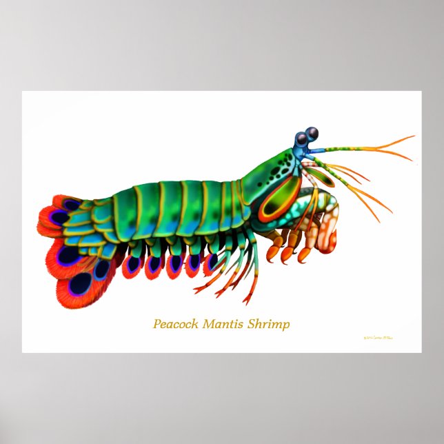 Peacock Mantis Shrimp Reef Tierposter Poster (Vorne)