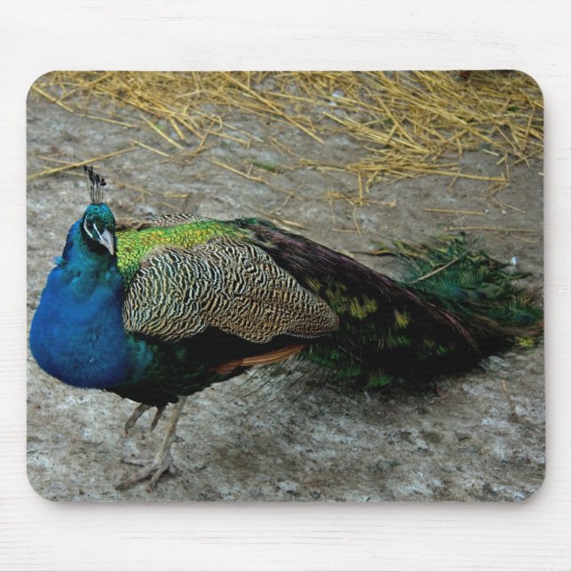 Peacock Mousepad (Vorne)