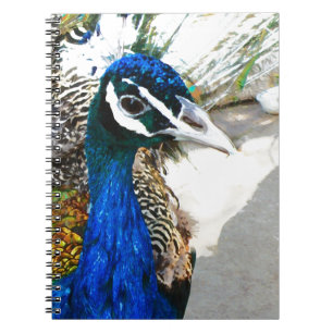 Peacock Notizblock