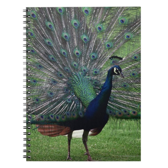 Peacock Notizblock (Vorderseite)