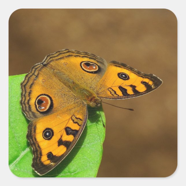 Peacock Pansy Butterfly Quadratischer Aufkleber (Vorderseite)