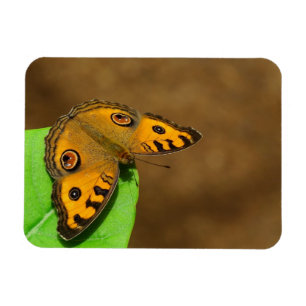 Peacock Pansy-Schmetterling Magnet