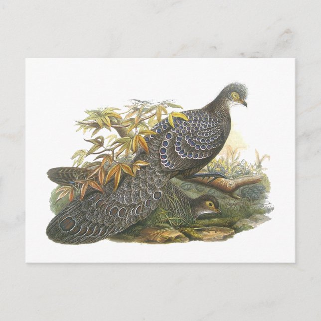 Peacock Pheasant Postkarte (Vorderseite)