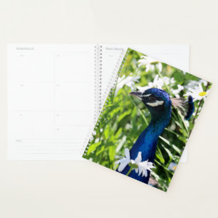Peacock Planer