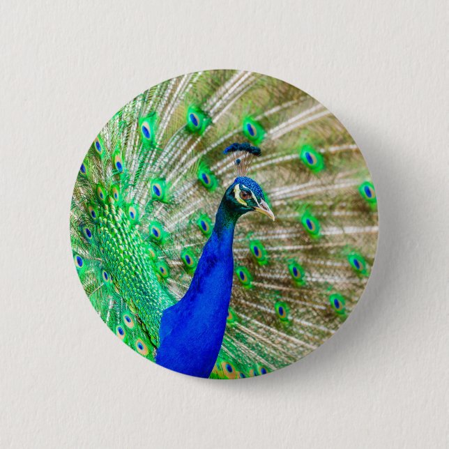 Peacock Plumage Button (Vorderseite)