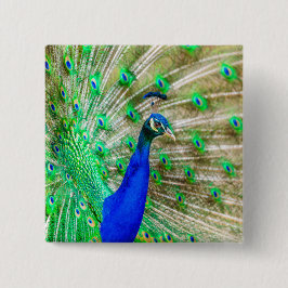 Peacock Plumage Button