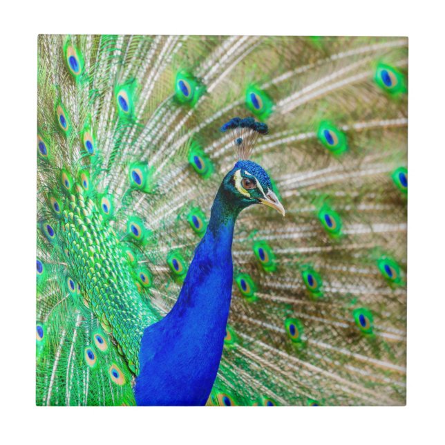 Peacock Plumage Fliese (Vorderseite)