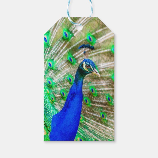 Peacock Plumage Geschenkanhänger (Vorderseite)