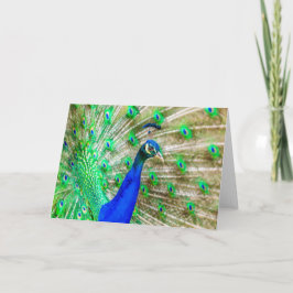 Peacock Plumage Karte