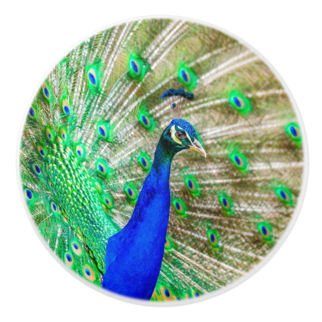 Peacock Plumage Keramikknauf (Vorderseite)