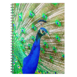 Peacock Plumage Notizblock