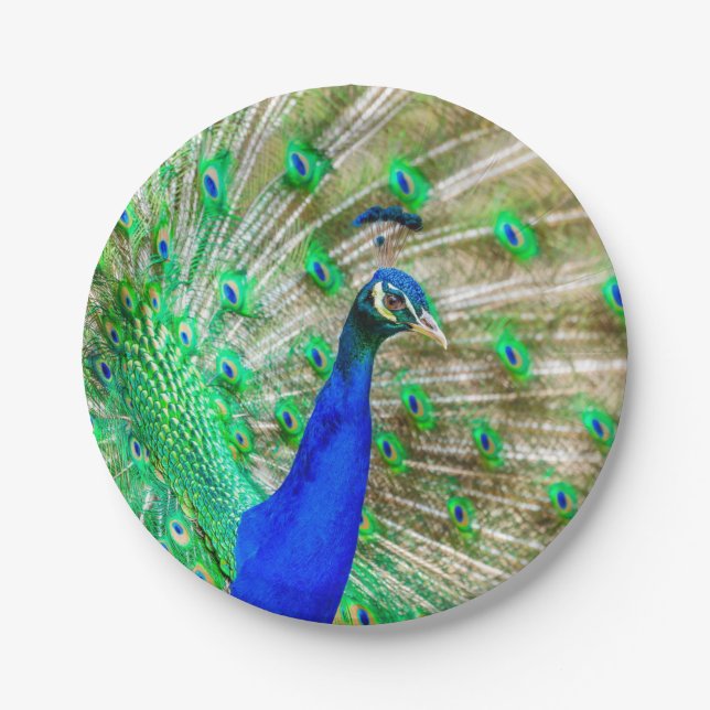 Peacock Plumage Pappteller (Vorderseite)