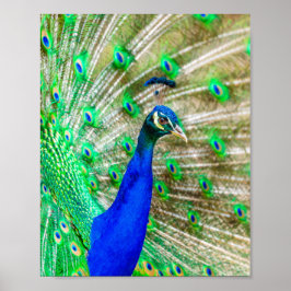Peacock Plumage Poster