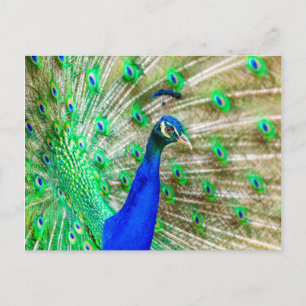 Peacock Plumage Postkarte