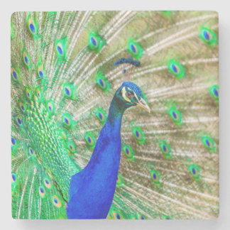 Peacock Plumage Steinuntersetzer