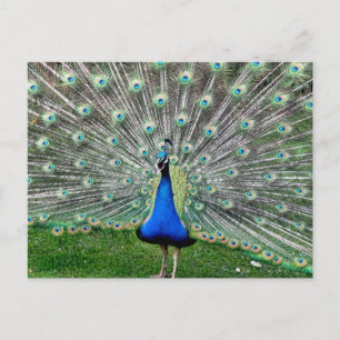 Peacock Plume Postkarte