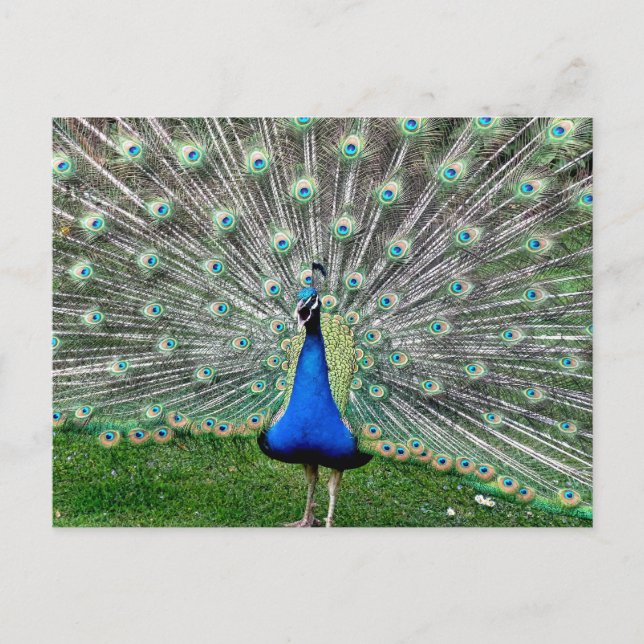 Peacock Plume Postkarte (Vorderseite)