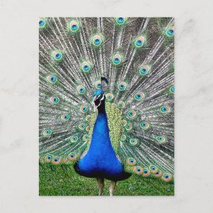 Peacock Plume Postkarte