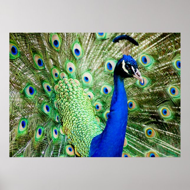 Peacock Poster (Vorne)