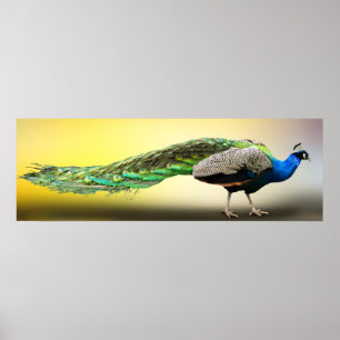 Peacock Poster