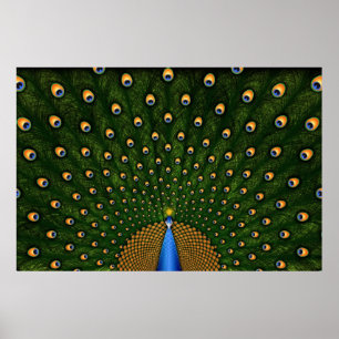 Peacock Poster