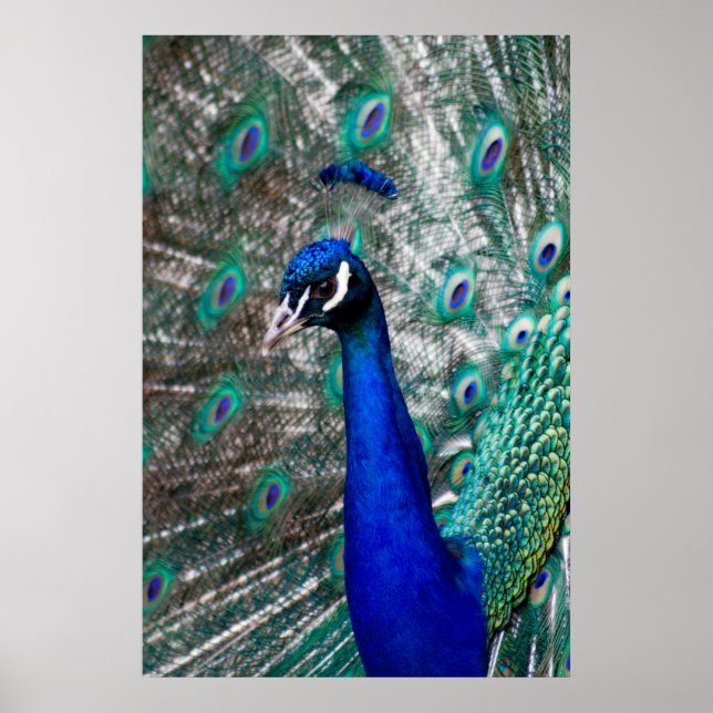 Peacock Poster (Vorne)