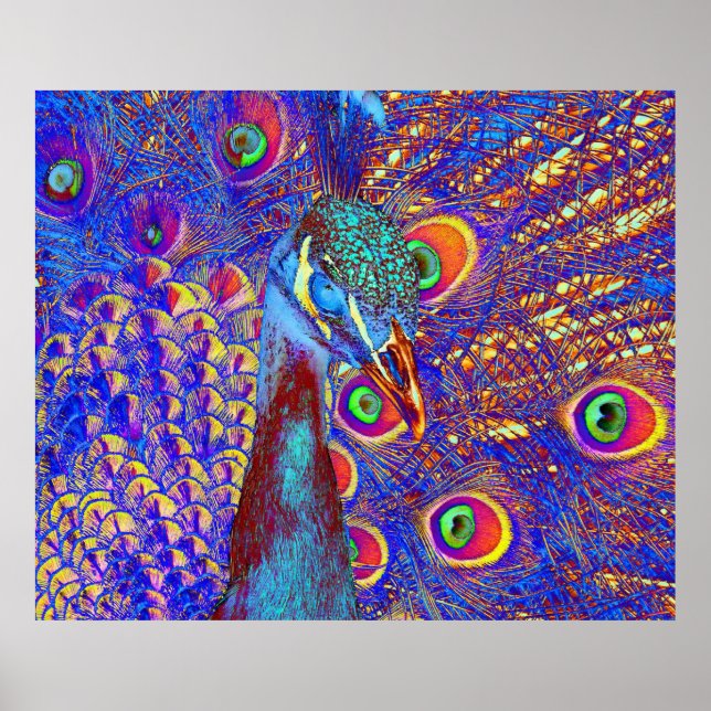 Peacock Poster (Vorne)