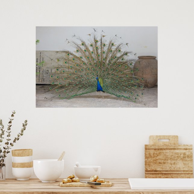 Peacock Poster (Küche)