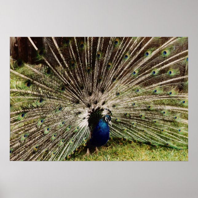Peacock Poster (Vorne)