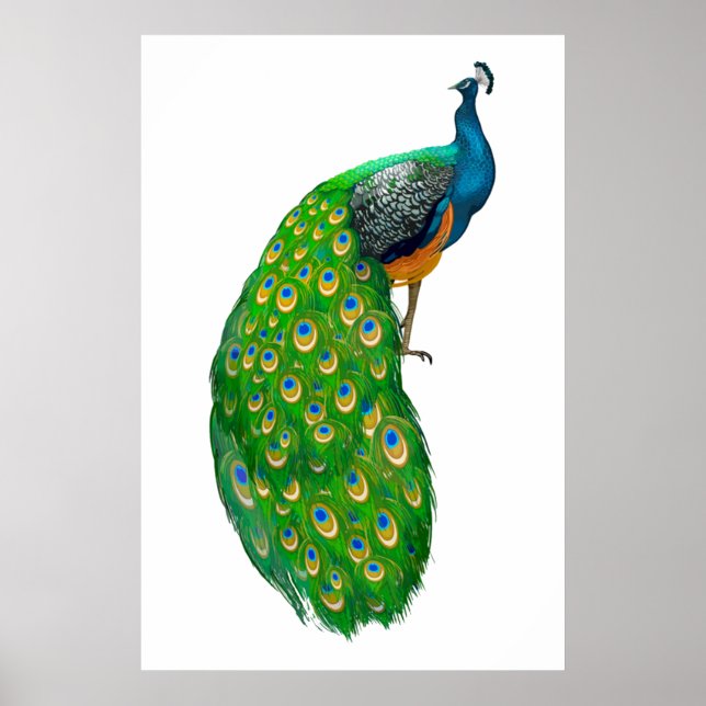 Peacock Poster (Vorne)
