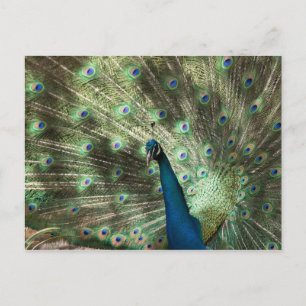 Peacock Postkarte