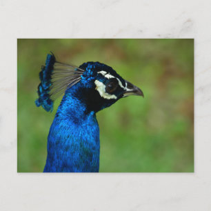 Peacock Postkarte