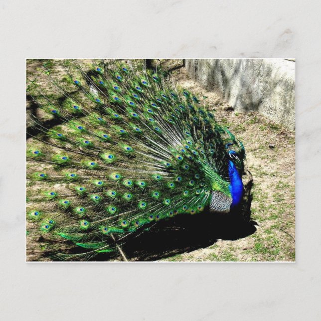 Peacock Postkarte (Vorderseite)