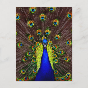 Peacock Postkarte