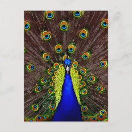 Peacock Postkarte