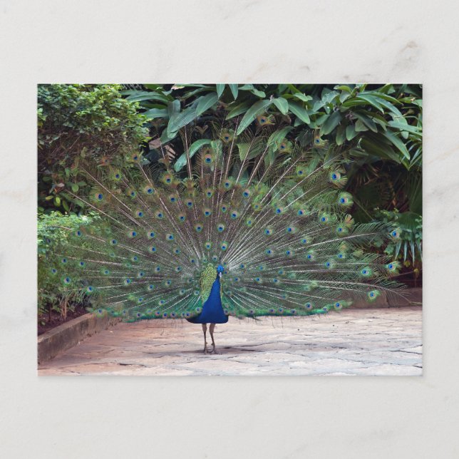 Peacock Postkarte (Vorderseite)
