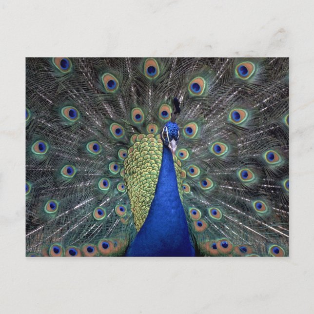 Peacock Postkarte (Vorderseite)