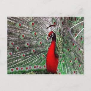 Peacock Postkarte