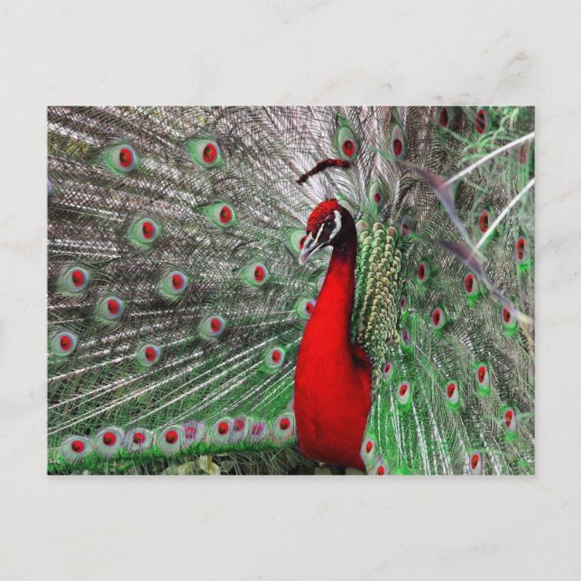 Peacock Postkarte (Vorderseite)