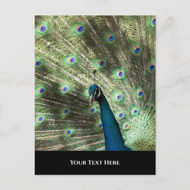 Peacock Postkarte (Vorderseite)