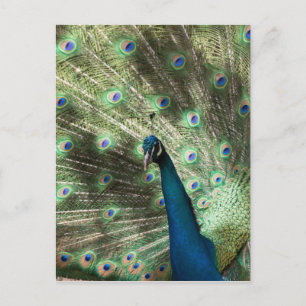 Peacock Postkarte
