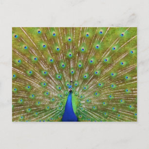 Peacock Postkarte