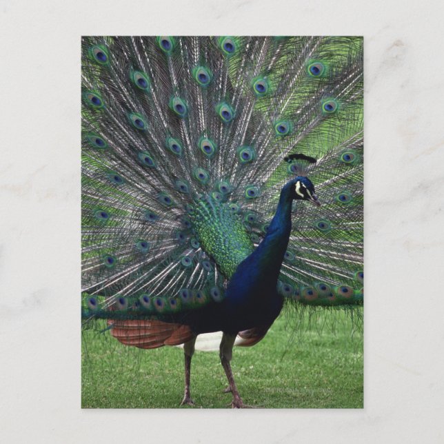 Peacock Postkarte (Vorderseite)