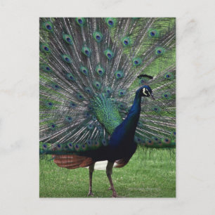 Peacock Postkarte