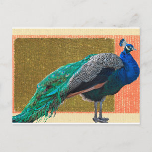 Peacock Postkarte